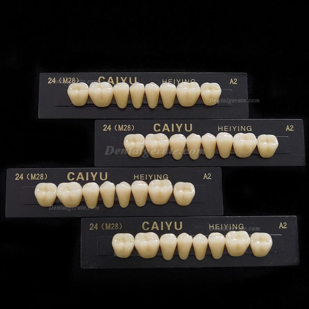 Caiyu Heiying Zahnprothese aus synthetischem Acrylpolymerharz (obere/untere Backenz&auml;hne)